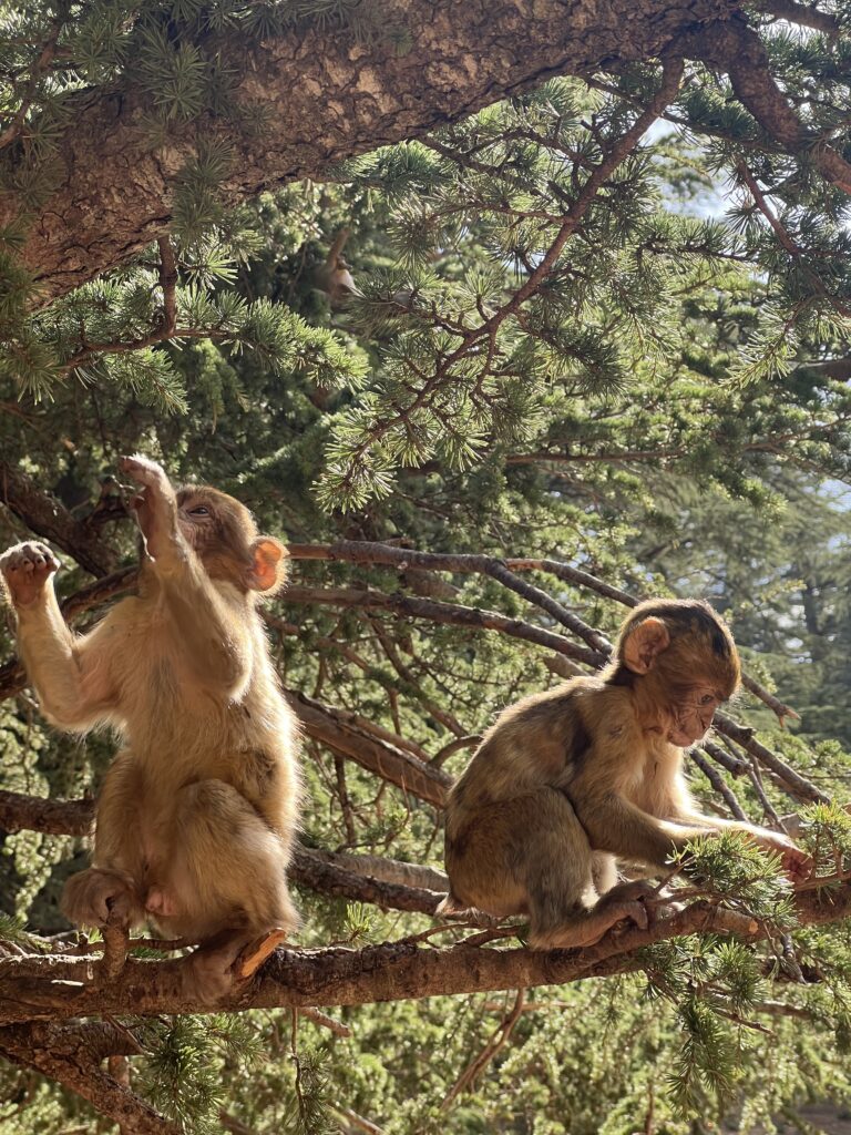 IMG 1859 Copy Copy Voyageo Tours